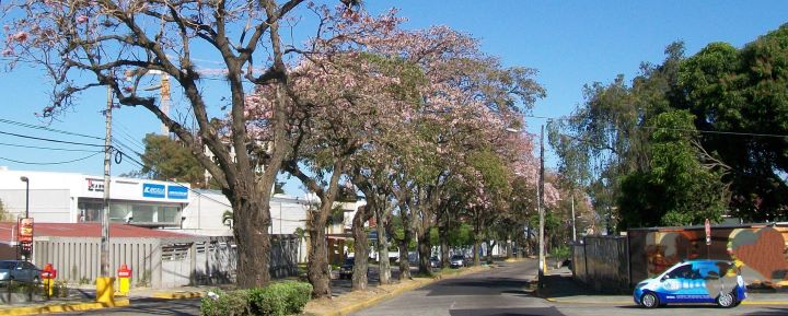árboles purificando el aire en boulevard urbano